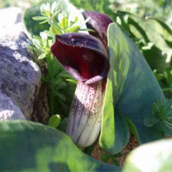 Click para ampliar. Pulsa en el nombre para ver la ficha. Frailillo.