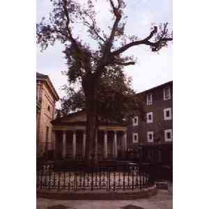 Click para ampliar. Pulsa en el nombre para ver la ficha. Gernikako Arbola