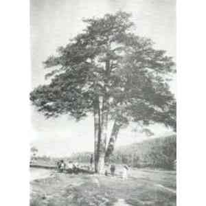 Click para ampliar. Pulsa en el nombre para ver la ficha. Pi de les tres Branques