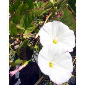 Click para ampliar. Pulsa en el nombre para ver la ficha. Plantas sanjuaniegas: Correhuela.