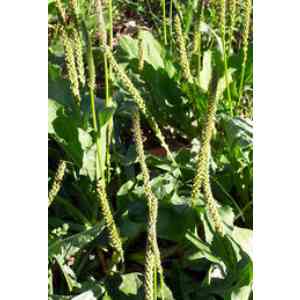 Click para ampliar. Pulsa en el nombre para ver la ficha. Plantas sanjuaniegas: Llantén