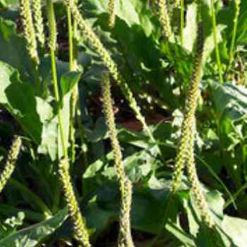 Click para ampliar. Pulsa en el nombre para ver la ficha. Plantas sanjuaniegas: Llantén