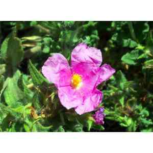 Click para ampliar. Pulsa en el nombre para ver la ficha. Plantas sanjuaniegas: Peonía