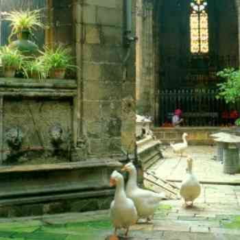 Click para ampliar. Pulsa en el nombre para ver la ficha. Ocas de Santa Eulalia