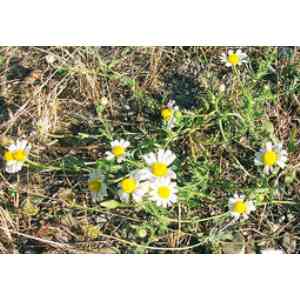 Click para ampliar. Pulsa en el nombre para ver la ficha. Plantas sanjuaniegas: Manzanilla.