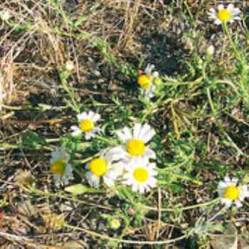 Click para ampliar. Pulsa en el nombre para ver la ficha. Plantas sanjuaniegas: Manzanilla.