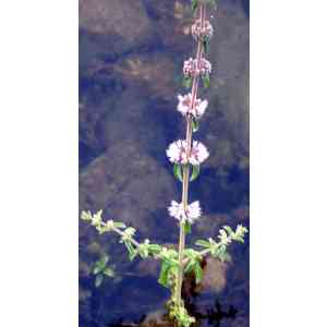 Click para ampliar. Pulsa en el nombre para ver la ficha. Plantas sanjuaniegas: Poleo.