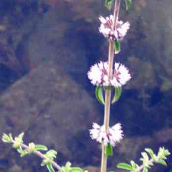 Click para ampliar. Pulsa en el nombre para ver la ficha. Plantas sanjuaniegas: Poleo.