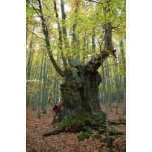 Click para ampliar. Pulsa en el nombre para ver la ficha. 'El abuelo' castañar de El Tiemblo.