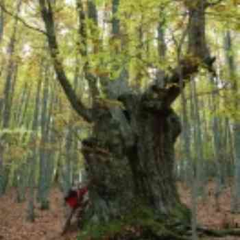 Click para ampliar. Pulsa en el nombre para ver la ficha. 'El abuelo' castañar de El Tiemblo.