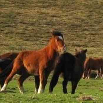 Click para ampliar. Pulsa en el nombre para ver la ficha. Cabalos