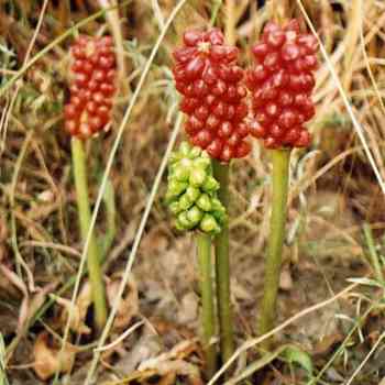 Click para ampliar. Pulsa en el nombre para ver la ficha. granos rojos - Aro