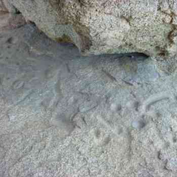 Click para ampliar. Pulsa en el nombre para ver la ficha. Cazoletas de