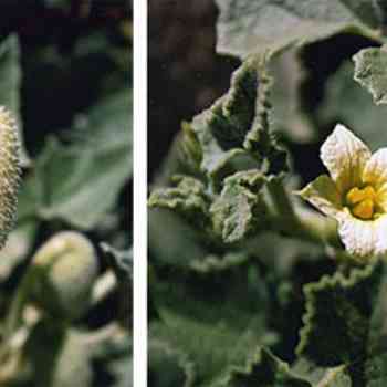 Click para ampliar. Pulsa en el nombre para ver la ficha. Alien