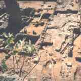 Click para ampliar. Cardo