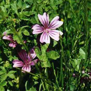 Click para ampliar. Pulsa en el nombre para ver la ficha. Malva Sylvestris L.
