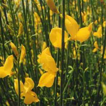 Click para ampliar. Pulsa en el nombre para ver la ficha. Gayomba