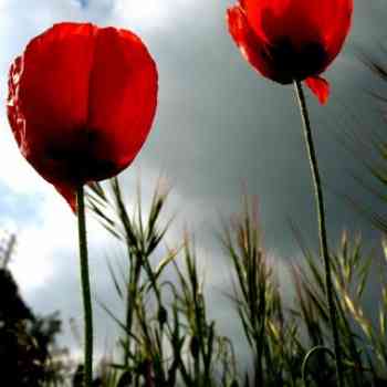 Click para ampliar. Pulsa en el nombre para ver la ficha. amapola