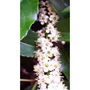 Click para ampliar. Pulsa en el nombre para ver la ficha. Loro (Prunus Lusitanica)