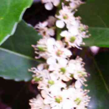 Click para ampliar. Pulsa en el nombre para ver la ficha. Loro (Prunus Lusitanica)