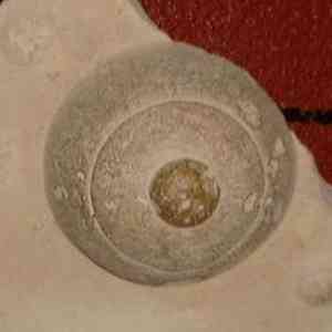 Click para ampliar. Pulsa en el nombre para ver la ficha. Caetra II