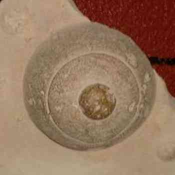 Click para ampliar. Pulsa en el nombre para ver la ficha. Caetra II