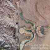 Click para ampliar. Olmos de Pisuerga, altar pintado, 2. 07 detalle de la orla