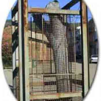 Click para ampliar. Pulsa en el nombre para ver la ficha. Villanueva de la Sierra 4: monumento al árbol