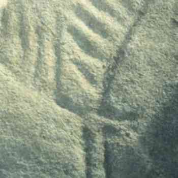 Click para ampliar. Pulsa en el nombre para ver la ficha. Ciervo en Os Mouchos