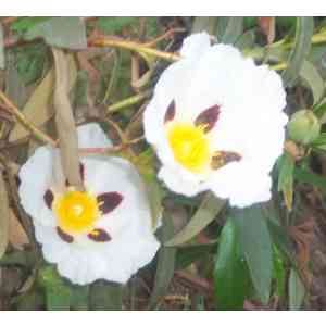 Click para ampliar. Pulsa en el nombre para ver la ficha. Jara pringosa (Cistus Ladanifer).