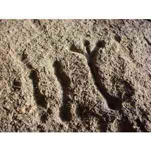 Click para ampliar. Pulsa en el nombre para ver la ficha. Antropomorfo de