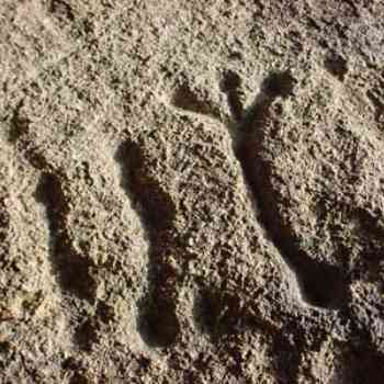 Click para ampliar. Pulsa en el nombre para ver la ficha. Antropomorfo de