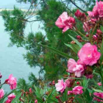 Click para ampliar. Pulsa en el nombre para ver la ficha. Adelfa (Nerium oleander)