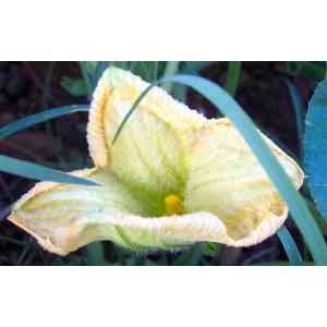 Click para ampliar. Pulsa en el nombre para ver la ficha. Calabacera (Cucurbita pepo)