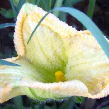 Click para ampliar. Pulsa en el nombre para ver la ficha. Calabacera (Cucurbita pepo)