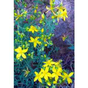 Click para ampliar. Pulsa en el nombre para ver la ficha. Hierba de Sanjuán o Hipérico (Hypericum perforatum)