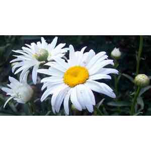 Click para ampliar. Pulsa en el nombre para ver la ficha. Plantas sanjuaniegas: Margarita.