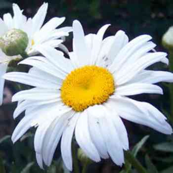 Click para ampliar. Pulsa en el nombre para ver la ficha. Plantas sanjuaniegas: Margarita.