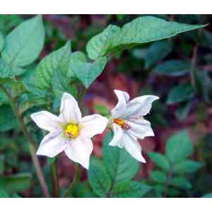 Click para ampliar. Pulsa en el nombre para ver la ficha. Plantas sanjuaniegas: Patata.