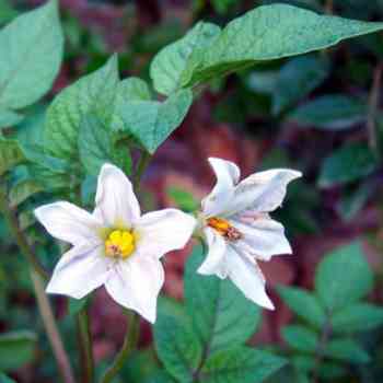 Click para ampliar. Pulsa en el nombre para ver la ficha. Plantas sanjuaniegas: Patata.