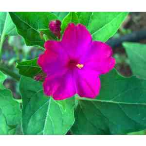 Click para ampliar. Pulsa en el nombre para ver la ficha. Plantas sanjuaniegas: Periquito.