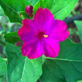 Click para ampliar. Pulsa en el nombre para ver la ficha. Plantas sanjuaniegas: Periquito.