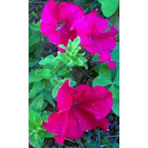 Click para ampliar. Pulsa en el nombre para ver la ficha. Plantas sanjuaniegas: Petunia.