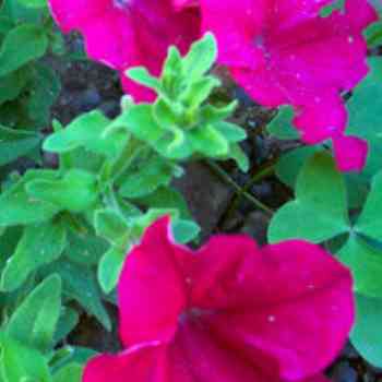 Click para ampliar. Pulsa en el nombre para ver la ficha. Plantas sanjuaniegas: Petunia.