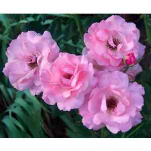 Click para ampliar. Pulsa en el nombre para ver la ficha. Plantas sanjuaniegas: Rosas.