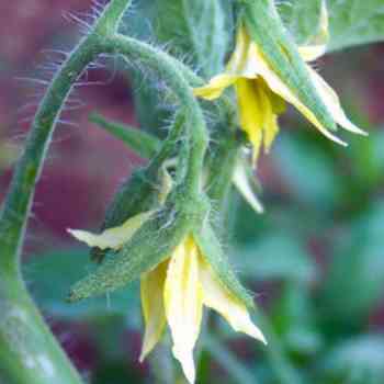 Click para ampliar. Pulsa en el nombre para ver la ficha. Plantas sanjuaniegas: Tomatera.
