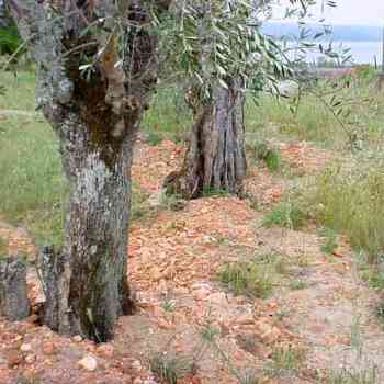 Click para ampliar. Pulsa en el nombre para ver la ficha. Vía de la Plata plantada de olivos