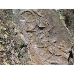 Click para ampliar. Pulsa en el nombre para ver la ficha. Crucianas de Las Villuercas