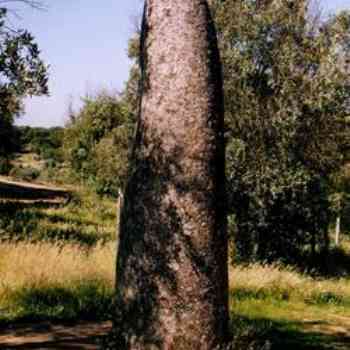 Click para ampliar. Pulsa en el nombre para ver la ficha. Alentejo (Portugal): Menhir de Almendres.