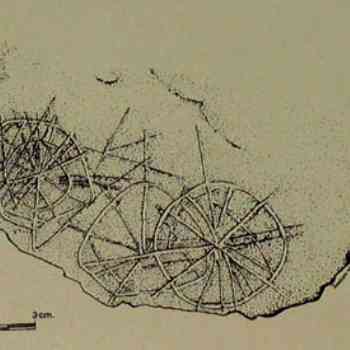 Click para ampliar. Pulsa en el nombre para ver la ficha. Soliformes